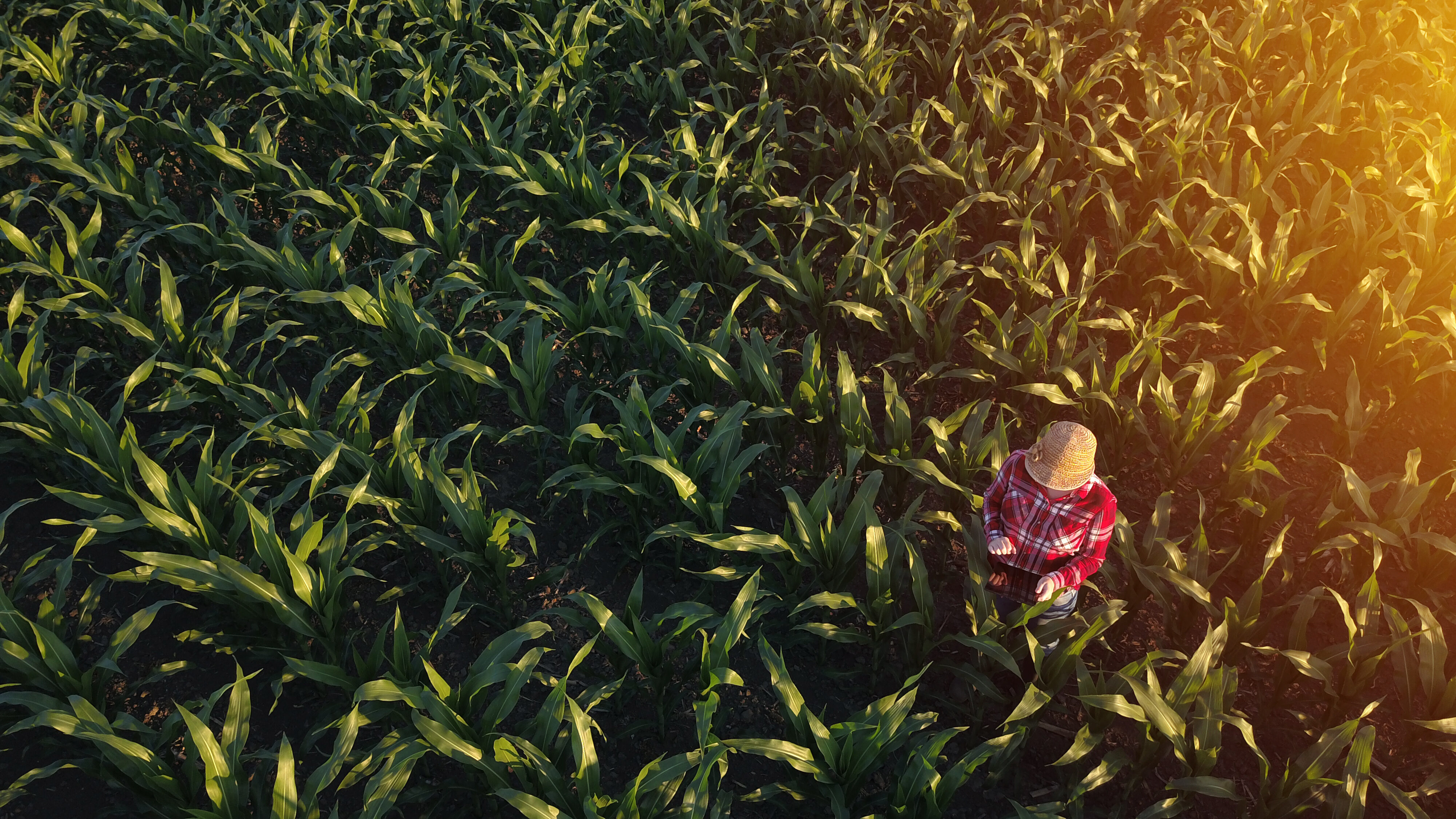 why-is-there-corn-in-your-coke-libertarianism