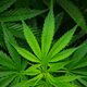 Media Name: cannabis-sativa-leaf.jpg