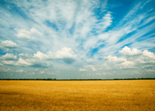 A golden yellow field of grass under a blue sky with white clouds