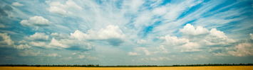 A golden yellow field of grass under a blue sky with white clouds